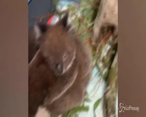 Australia, baby koala orfani salvati dalle fiamme