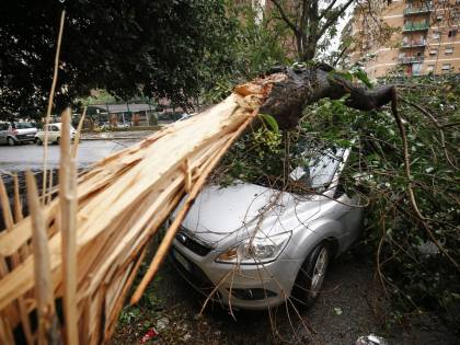 Roma, cinquantamila alberi sono a rischio caduta