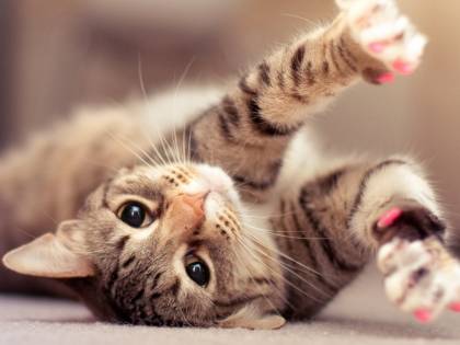 I gatti più belli del mondo sfilano a Bari