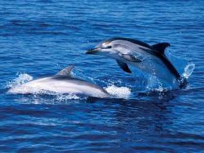Microchip su ali e coda: delfini e topi come 007
