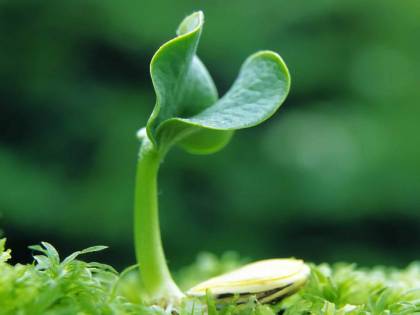 Le piante ci "comprendono" Ora lo dice anche la scienza
