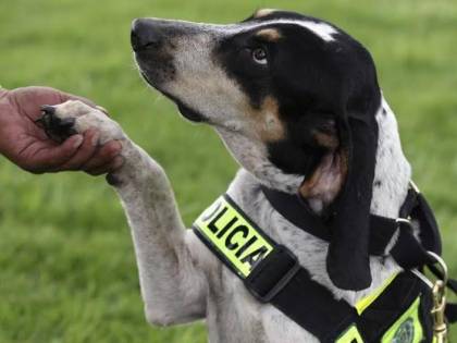 Calabria, operaio ha rapporto sessuale con un cane in Comune