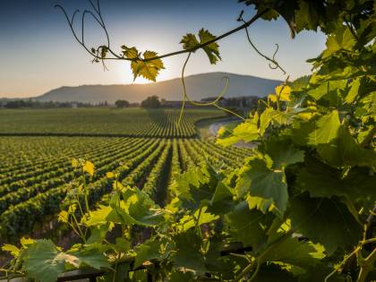 La Franciacorta brinda alle feste con un boom di vendite e di prestigio