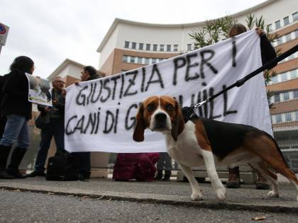 Giustizia è fatta per i cani di Green Hill