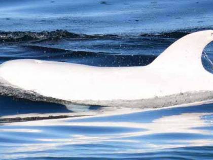 Un rarissimo delfino bianco fotografato nella baia di Monterey