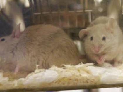 Ricercatore sotto inchiesta per l'uccisione di 750 topi