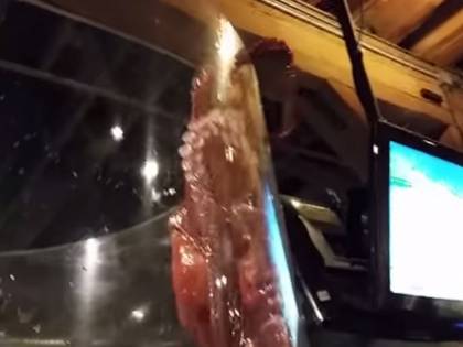 Polpo gigante "in fuga" dall'acquario