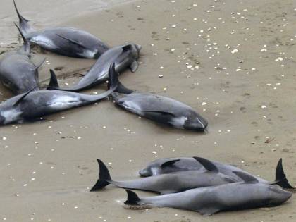 Decine di delfini spiaggiati in Giappone