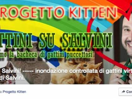 Il web si scatena: sulla pagina Facebook di Salvini l'invasione dei gattini