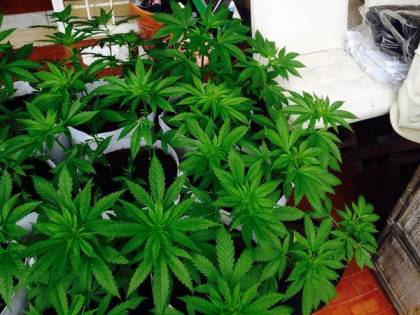 La polizia sequestra 56 piante di cannabis a Rita Bernardini