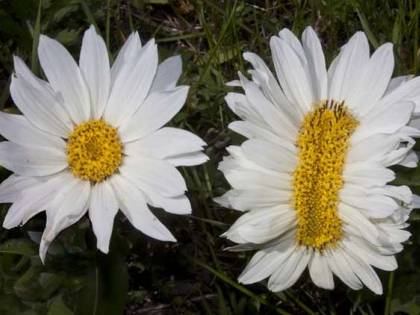 Margherite mutanti in Giappone: colpa delle radiazioni di Fukushima?