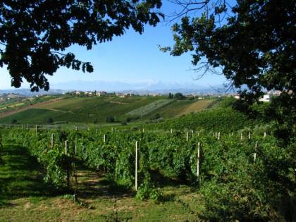 I cinesi a caccia dei vigneti d'Italia