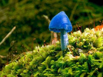 I 10 funghi più strani del mondo