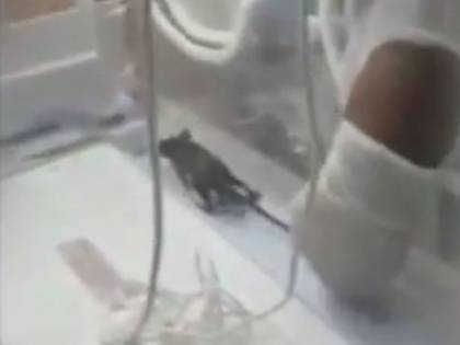 Topo semina il panico in ospedale: morso un neonato nell'incubatrice
