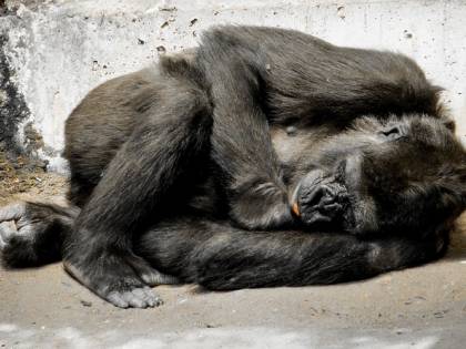 La storia di Ivan, il gorilla che amava dipingere