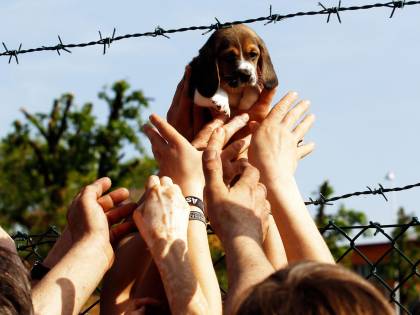 Green Hill, condannati 12 animalisti: pene da 8 a 10 mesi