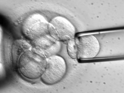 Svolta choc: i genetisti creano embrione totalmente artificiale