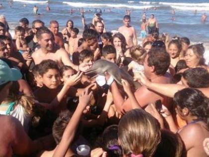 Tragica fine per il delfino: i turisti volevano un selfie