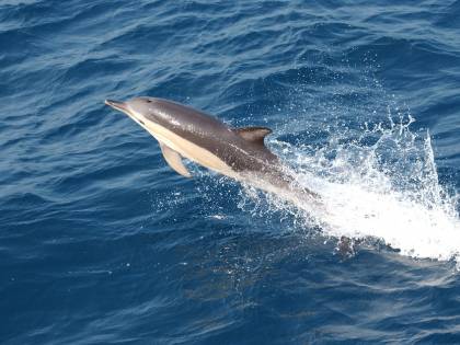 Missioni subacquee: l'esercito russo vuole arruolare 5 delfini