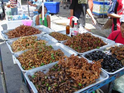 Nasce "Insecta": il primo allevamento di grilli italiano