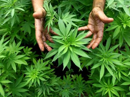Chef crea il primo menù alla cannabis