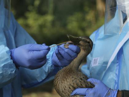 Ecco perché il (nuovo) virus H5N8 può minacciare la salute globale