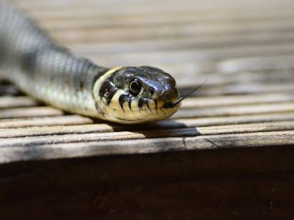 La console non funziona, dentro trovano un serpente