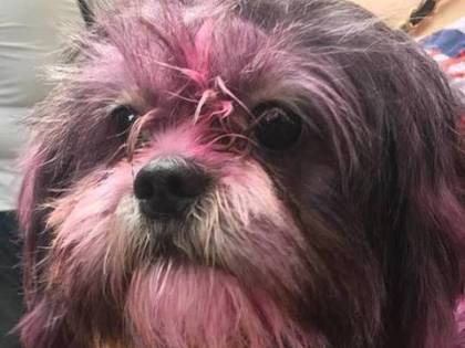 Pitturano un cane di rosa, il web si scatena