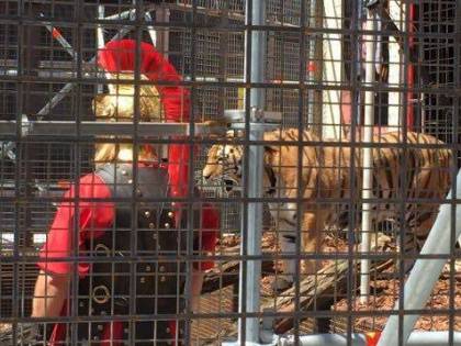 A Berlino spunta un'arena con le tigri per "mangiare" i rifugiati