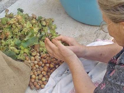 La follia Ue sulle nocciole: "Reato di ecocidio"