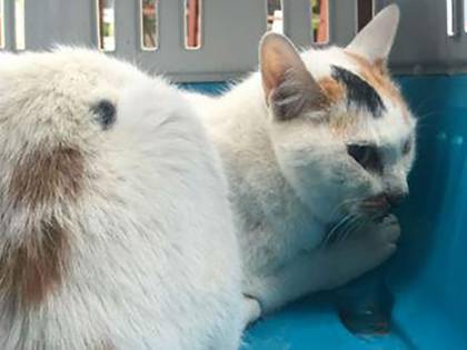 Sotto le macerie da 12 giorni. "Miracolo" per gatta Carina