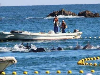 In Giappone inizia la mattanza, uccisi i primi 20 delfini