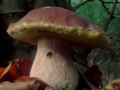 Il fungo porcino di Borgotaro IGP: una perla del sottobosco parmense