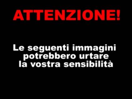 Carcasse di pesci sulla spiaggia in provincia di Taranto
