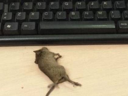 Roma, trovato topo morto sulla scrivania di un ufficio dell'Anagrafe