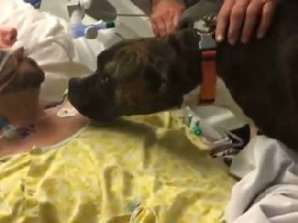 Il cane dà l'ultimo saluto al padrone in fin di vita. E il video commuove tutti