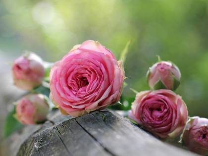 Acqua di rose: così la natura si prende cura della bellezza