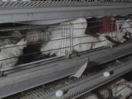 Galline ferite e morte in gabbia: animalisti denunciano allevamento in Lombardia per "maltrattamento animale"