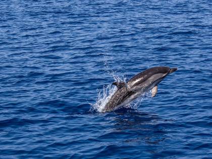 Tar Lazio: "Vietato nuotare con i delfini, fa male alla loro salute"
