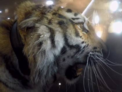 Il raro video del rilascio di una tigre siberiana