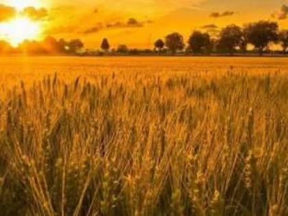 La Xylella torna in Puglia, ma ora infetta le spighe