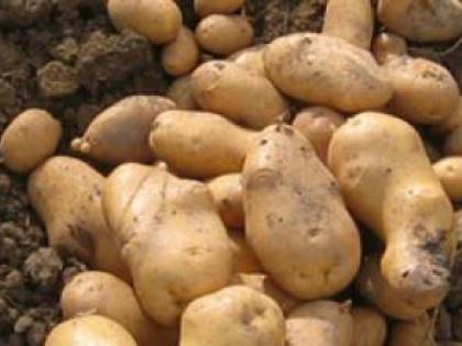 Truffava vendendo patate