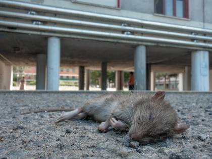 Bologna, topo cade in testa a una maestra mentre fa lezioni alle elementari