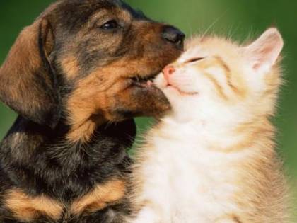 Connecticut, arriva l'avvocato difensore per cani e gatti