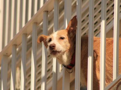 Terni, va in vacanza e lascia il cane in balcone: morto di caldo e stenti