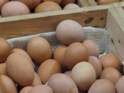 Da Bari arriva la soluzione bio contro le uova infette