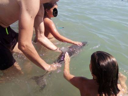 Foto e carezze cucciolo di delfino: muore tra i bagnanti