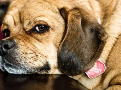 Ottiene due giorni di permesso dal lavoro per curare il suo cane: "Grave motivo familiare"