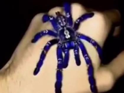 Il mistero della ragno blu: l'enorme tarantola interroga il web