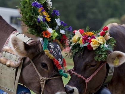 Val di Fiemme, festa con la parata delle mucche e i sapori d'autunno